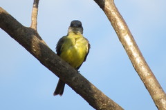 Tyrannus albogularis