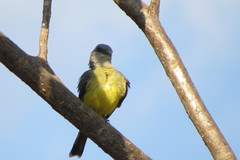 Tyrannus albogularis