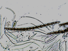 Geoglossum difforme