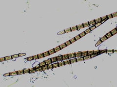 Geoglossum difforme