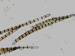 Geoglossum difforme