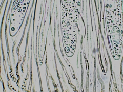 Geoglossum difforme
