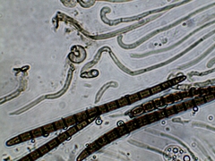 Geoglossum difforme