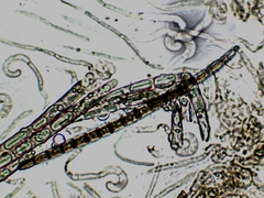Geoglossum difforme