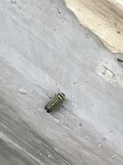 Amblysellus curtisii