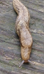 Prophysaon vanattae