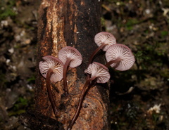 Mycena kurramulla