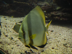 Platax boersii