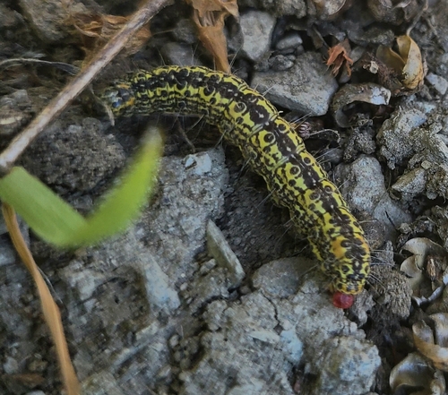 MacCulloch's Forester Moth