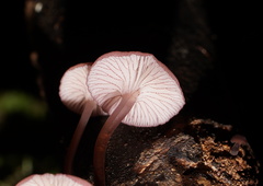 Mycena kurramulla