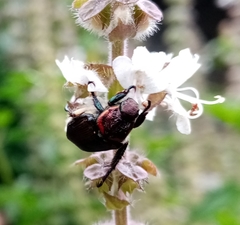 Strigoderma sulcipennis