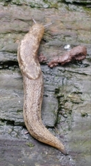Prophysaon vanattae