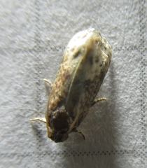 Ecdytolopha mana