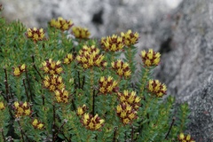 Rhodiola fastigiata