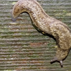 Prophysaon vanattae
