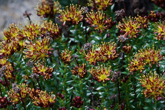 Rhodiola fastigiata