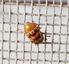 Cryptocephalus fulguratus