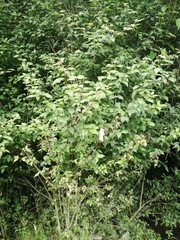 Cornus excelsa