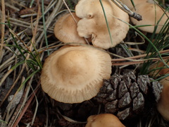 Marasmius oreades image