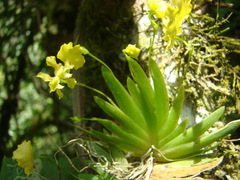Erycina