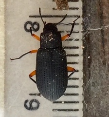 Haplandrus fulvipes