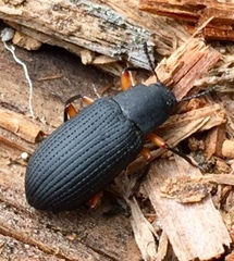 Haplandrus fulvipes