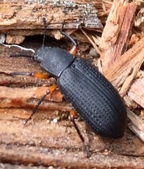 Haplandrus fulvipes
