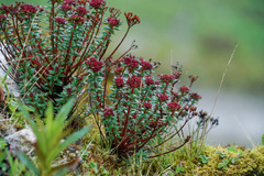 Rhodiola himalensis