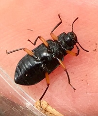 Haplandrus fulvipes