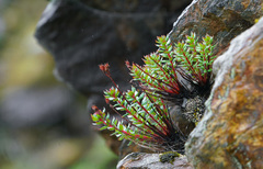 Rhodiola himalensis