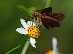 Euphyes dukesi calhouni