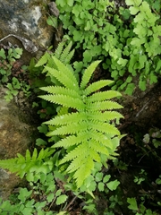 Pelazoneuron puberulum