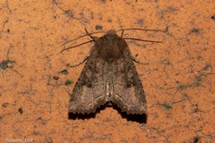 Meterana inchoata