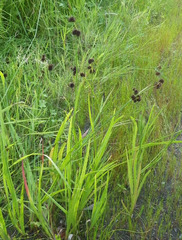 Juncus bolanderi