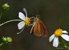 Euphyes dukesi calhouni