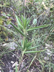 Dichanthelium ravenelii