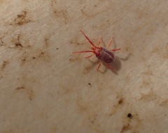 Balaustium
