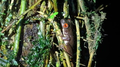 Duellmanohyla legleri