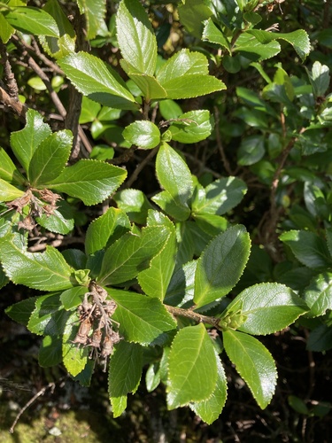 Escallonia rubra