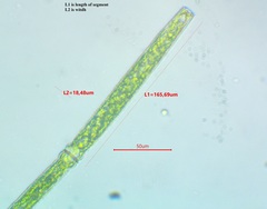 Pleurotaenium