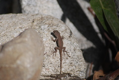 Sceloporus occidentalis