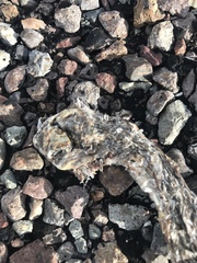 Coluber constrictor oaxaca