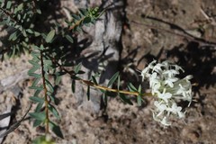 Pimelea glauca