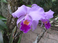 Cattleya trianae