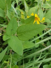 Desmodium illinoense