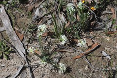 Pimelea glauca