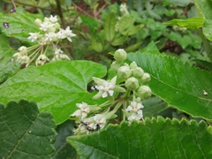 Vincetoxicum auriculatum