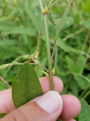 Desmodium illinoense