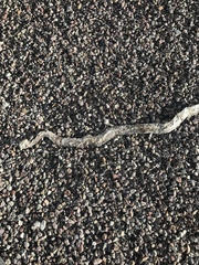 Coluber constrictor oaxaca