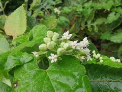 Vincetoxicum auriculatum